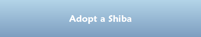 Adopt a Shiba