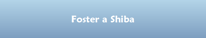 Foster a Shiba
